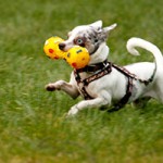 hund nils verstorben tierschutzliga dorf spielt