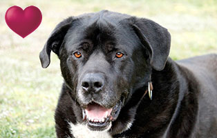 hund pinsel magendrehung portrait