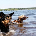 hund rambo verstorben tierschutzliga dorf baden