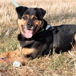 hund rambo verstorben tierschutzliga dorf feld