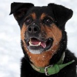 hund rambo verstorben tierschutzliga dorf portrait