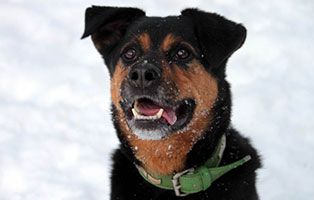 hund rambo verstorben tierschutzliga dorf portrait