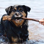 hund rambo verstorben tierschutzliga dorf stock