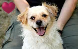 hund schnuck augenoperation portrait