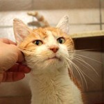 kater guenni verstorben kraulen