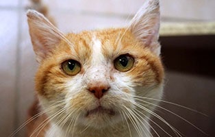 kater guenni verstorben schaut