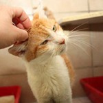 kater guenni verstorben streicheln