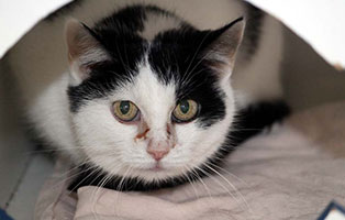 katze mietzie gluecklich vermittelt