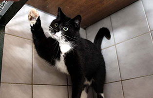 katze paul gluecklich vermittelt