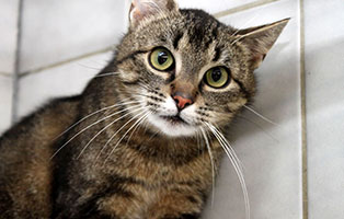 katze pettersen gluecklich vermittelt