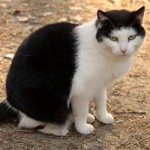 katze polly verstorben tierschutzliga dorf draussen