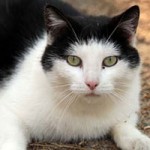 katze polly verstorben tierschutzliga dorf portrait