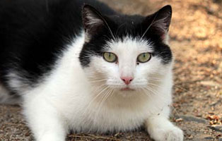 katze polly verstorben tierschutzliga dorf portrait