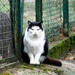 katze polly verstorben tierschutzliga dorf zaun