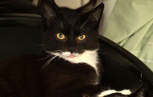 katze seppel gluecklich vermittelt