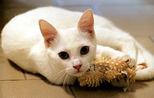 katze snuggles gluecklich vermittelt