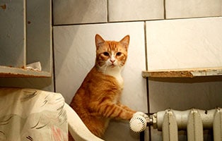 katze tigger gluecklich vermittelt