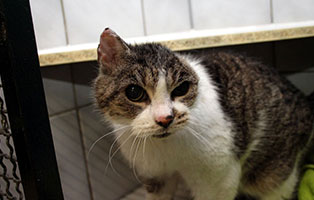 katze trudy gluecklich vermittelt