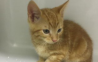 katzenbaby bk111 19 maennlich bueckeburg