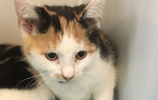 katzenbaby bk124 19 weiblich bueckeburg