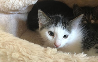 katzenbaby bk126 19 maennlich bueckeburg