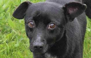 ruede3 10Jahre polen aufnahmepatenschaft