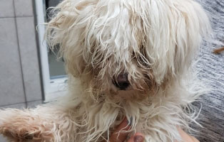 hund verlassen verwahrlost zausel