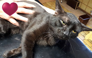 kater lucky operation herz