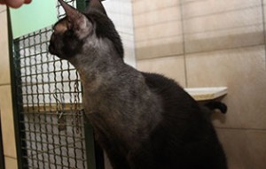 lucky operation gelungen hals