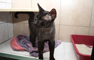 lucky operation gelungen steht