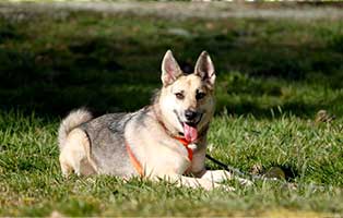 gluecklich vermittelt amira SH013_19