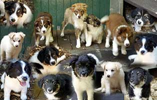 gluecklich vermittelt hundewelpen SH013_19