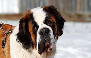 gluecklich vermittelt maja SH013_19