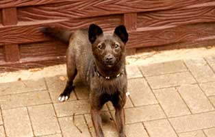 gluecklich vermittelt nori SH013_19