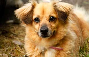 gluecklich vermittelt wilma SH013_19