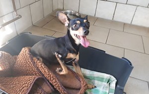 hund henry beinoperation decke