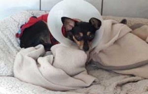 hund henry beinoperation genesung