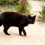 katze mohrchen verstorben