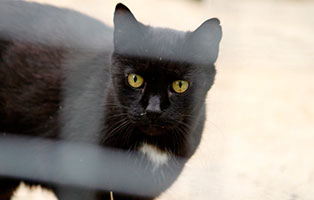 katze mohrchen verstorben zaun