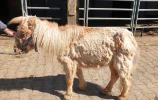 pony klein mogli krank