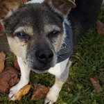 hund benny jack russel mix portrait