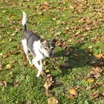hund benny jack russel mix spielt