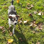 hund benny jack russel mix wiese