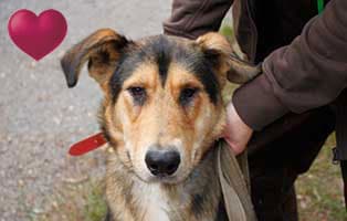 hund hugo augenoperation