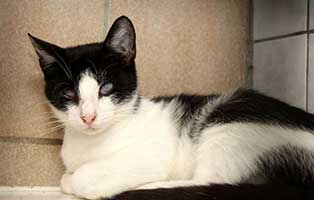 katze florentine fast blind