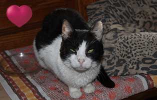 katze marvina allergie