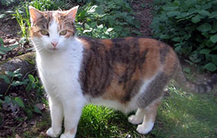 katze sally trauriges oberdinger moos