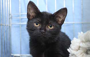 katzenbaby kastration ansgar