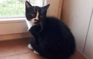 katzenbaby uh102 19 unterheinsdorf