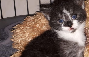 katzenbaby uh101 19 maennlich unterheinsdorf